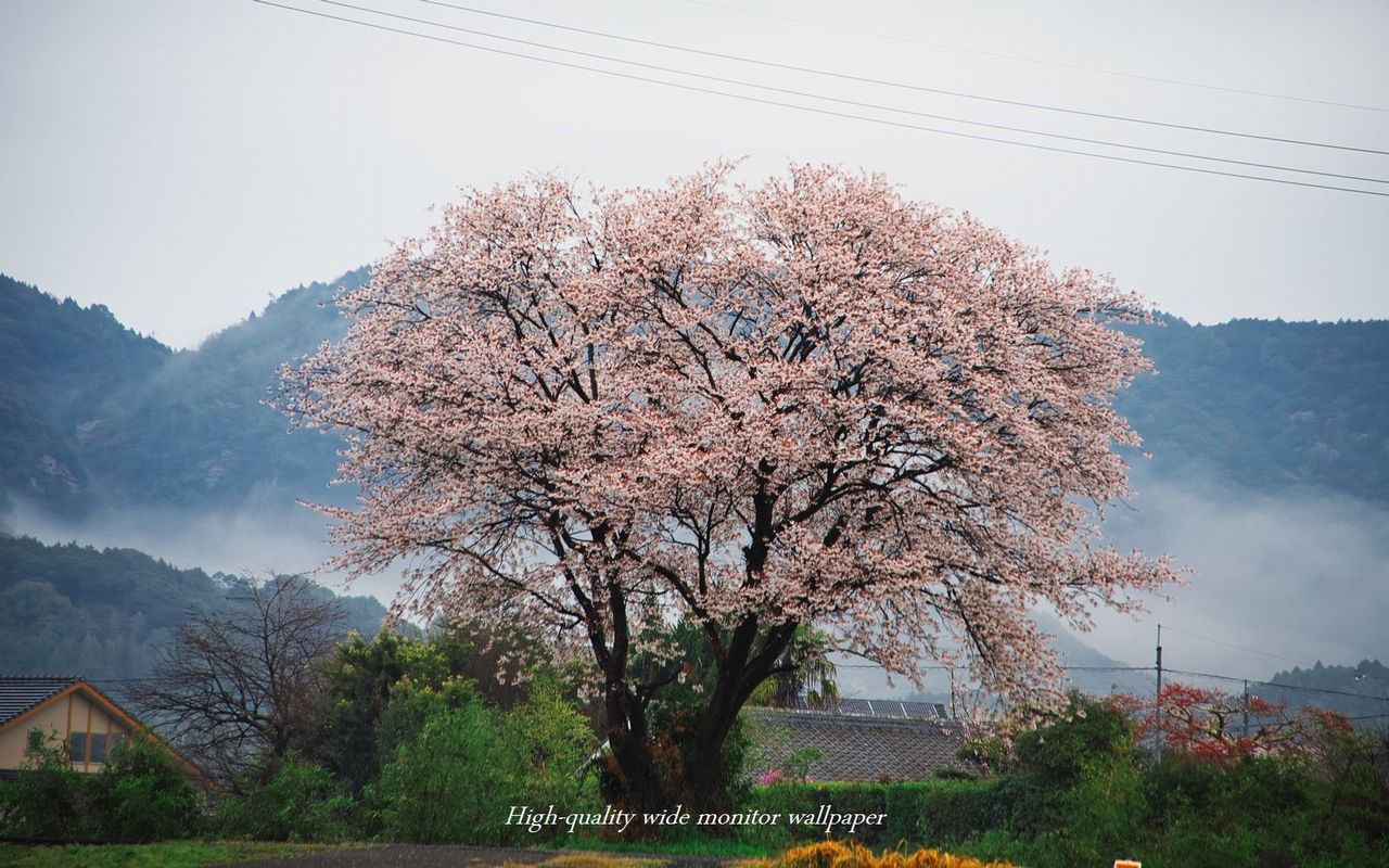 山桜をモチーフにしましたアスペクト比１６：１０のモニター【1280×800】に対応しています"
