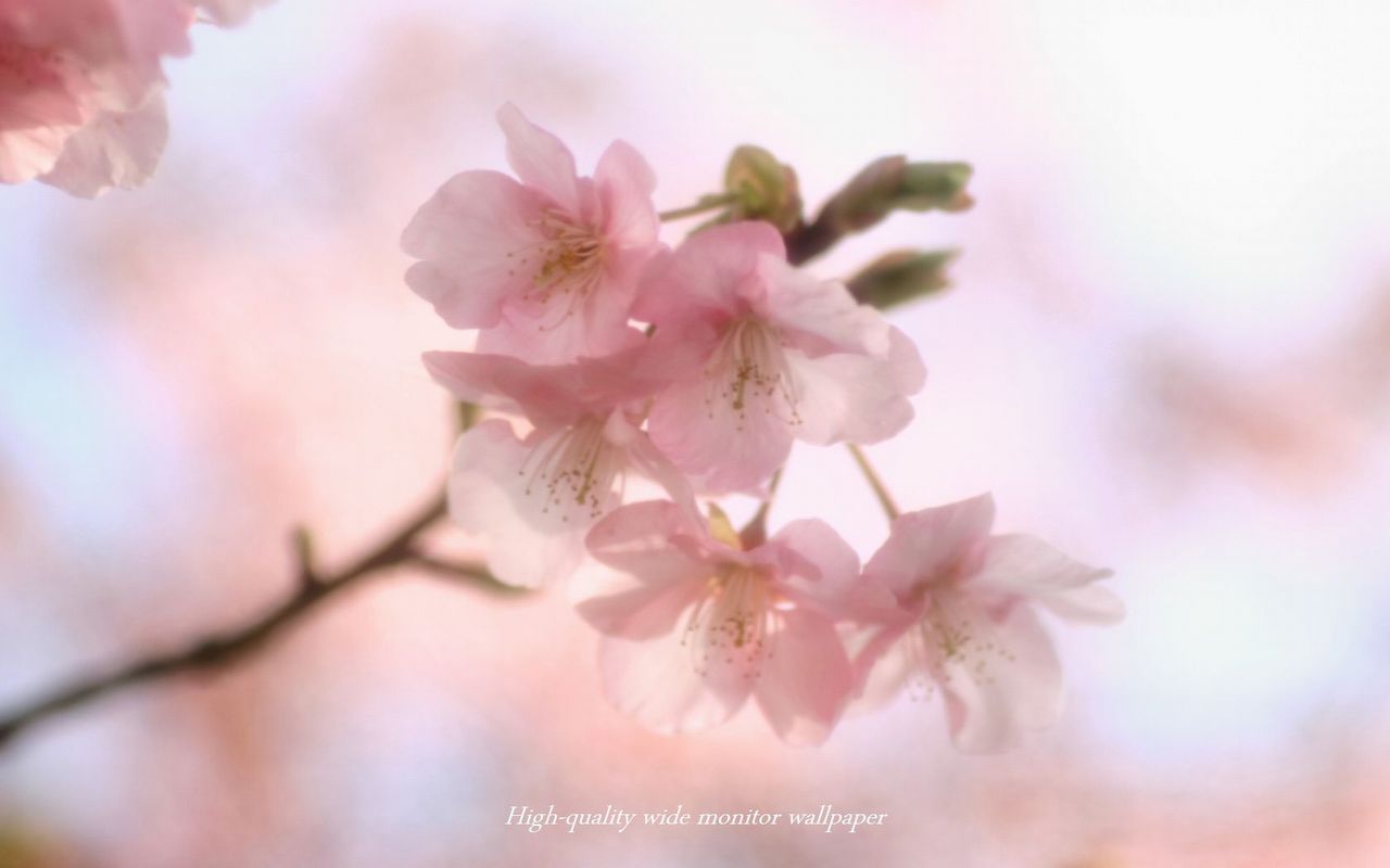 ヒカン桜Ⅴをモチーフにしましたアスペクト比１６：１０のモニター【1280×800】に対応しています"