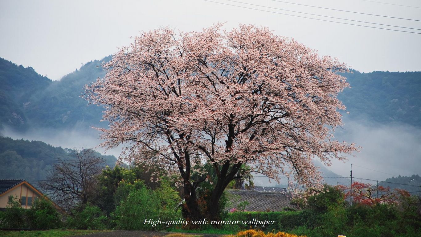 山桜をモチーフにしましたアスペクト比１６：９のモニター【1366×768】に対応しています"