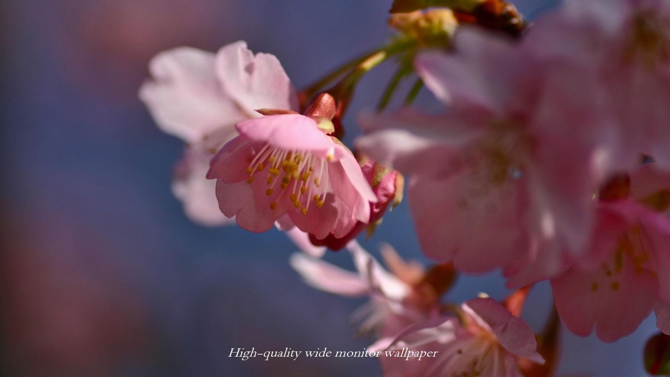 ヒカン桜をモチーフにしましたアスペクト比１６：９のモニター【1366×768】に対応しています"