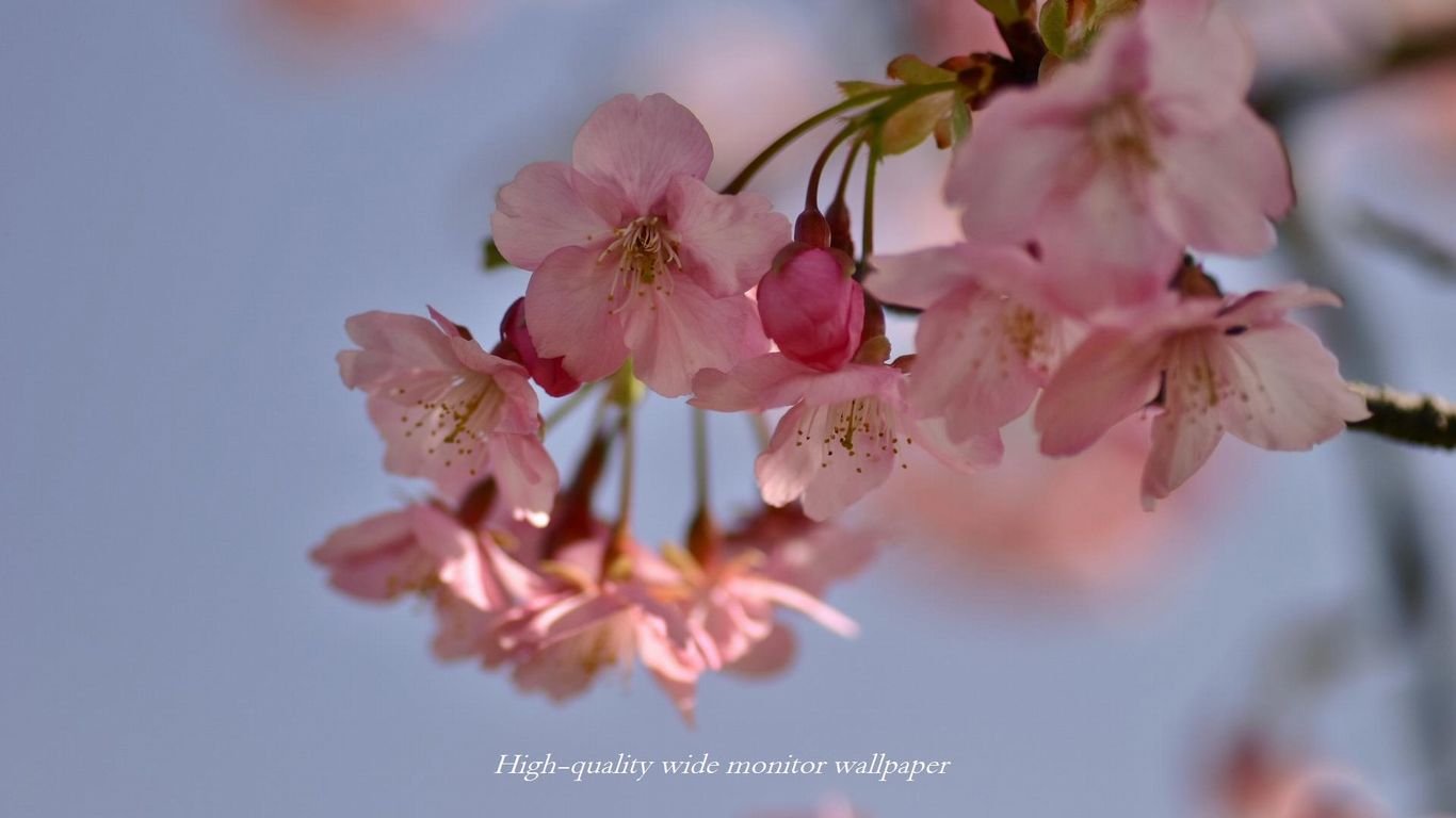 ヒカン桜Ⅱをモチーフにしましたアスペクト比１６：９のモニター【1366×768】に対応しています"