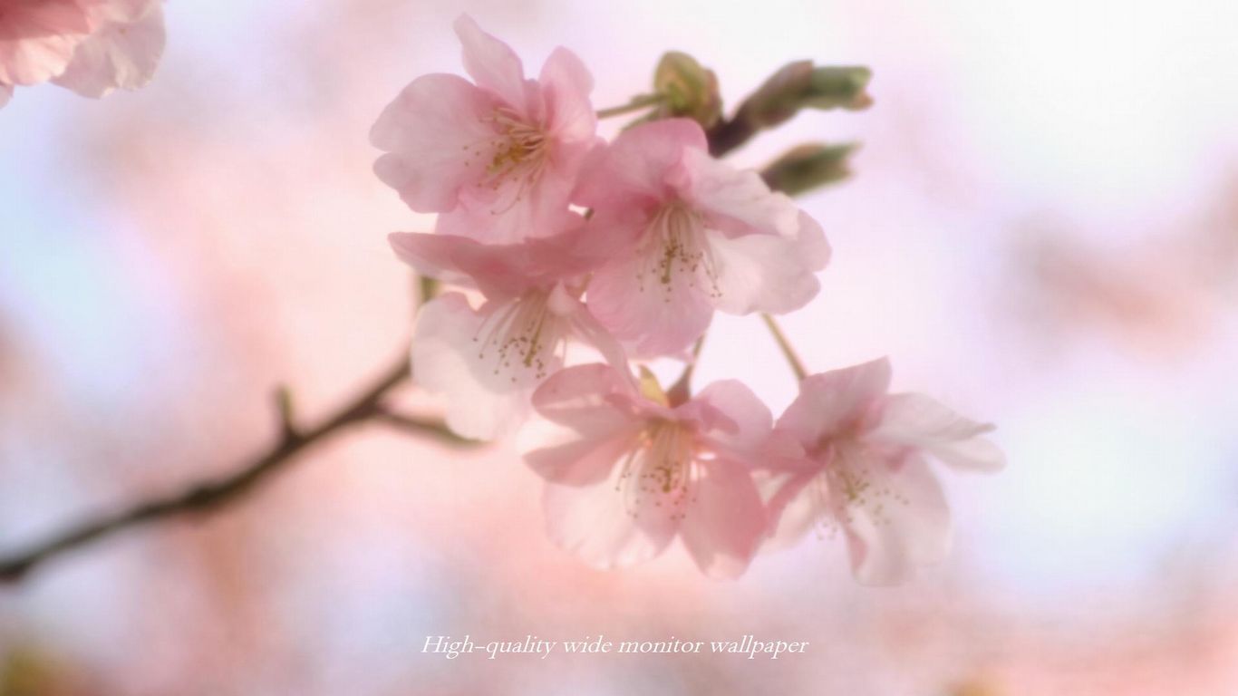 ヒカン桜Ⅴをモチーフにしましたアスペクト比１６：９のモニター【1366×768】に対応しています"