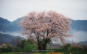 山桜をモチーフにしましたアスペクト比１６：１０のモニター【1440×900】に対応しています