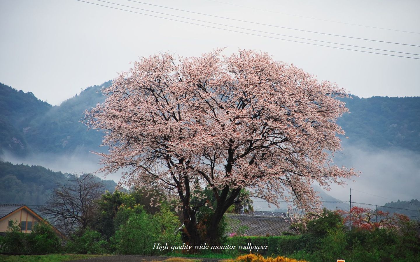 山桜をモチーフにしましたアスペクト比１６：１０のモニター【1440×900】に対応しています"