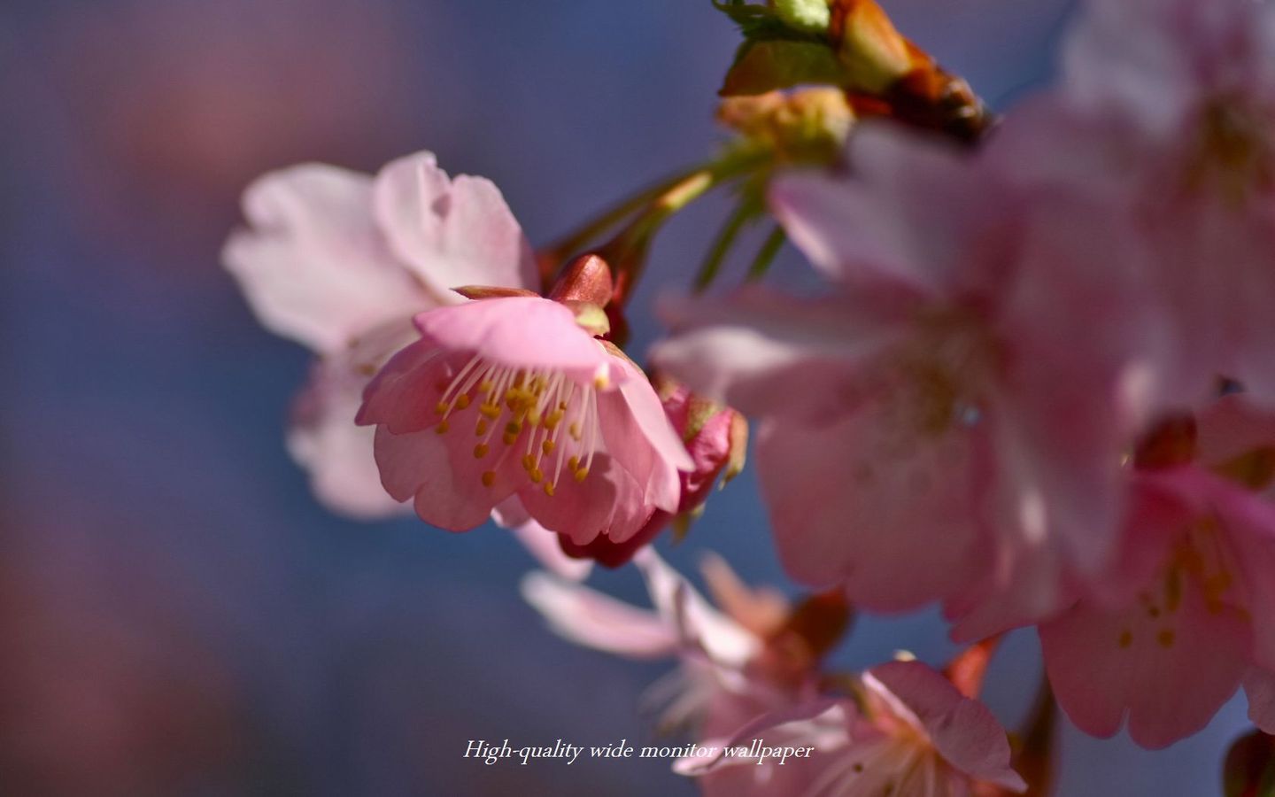 ヒカン桜をモチーフにしましたアスペクト比１６：１０のモニター【1440×900】に対応しています"