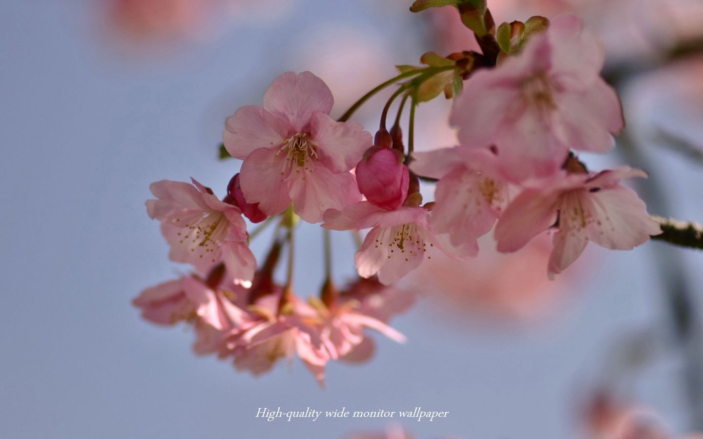 ヒカン桜Ⅱをモチーフにしましたアスペクト比１６：１０のモニター【1440×900】に対応しています"