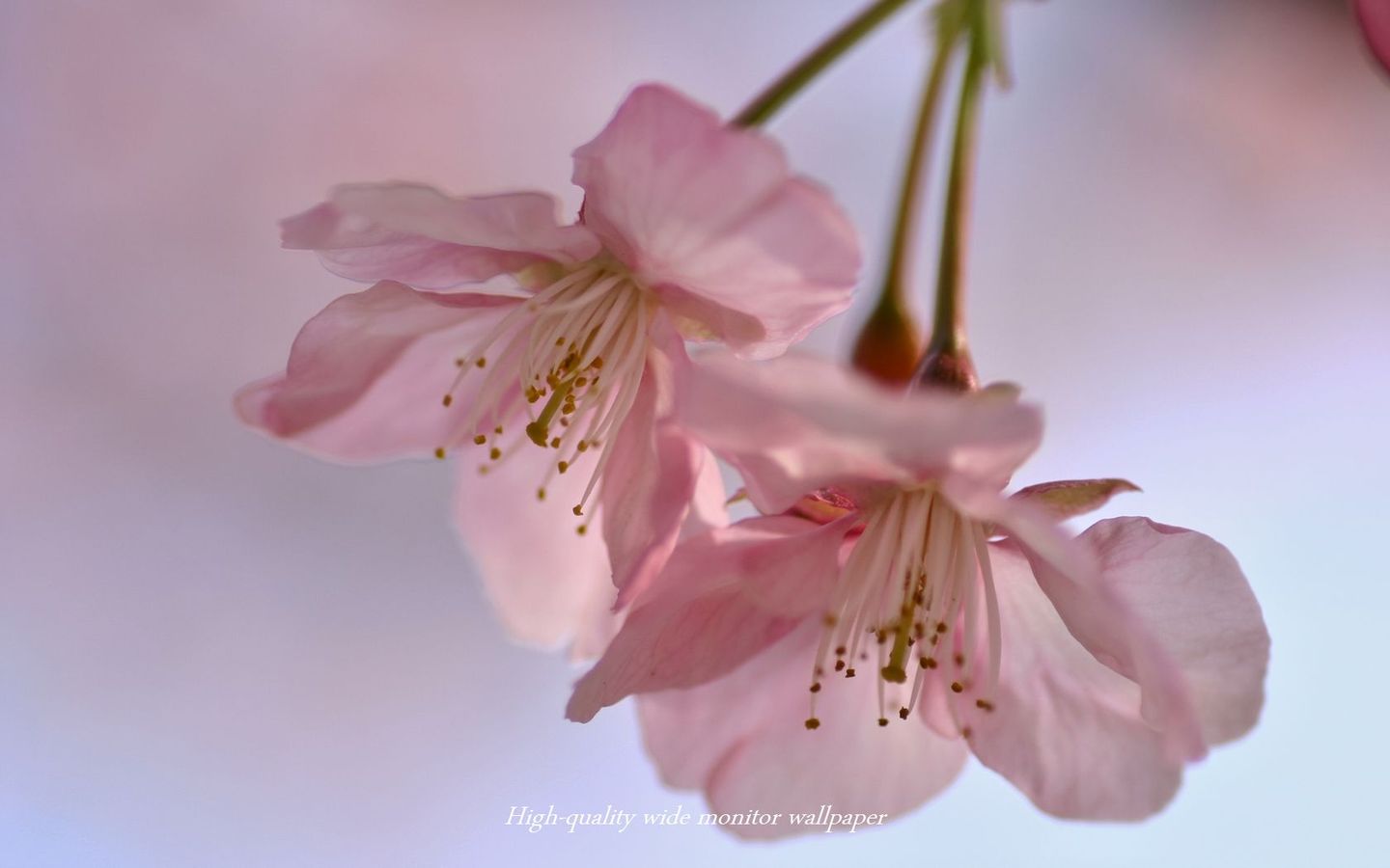 ヒカン桜Ⅲをモチーフにしましたアスペクト比１６：１０のモニター【1440×900】に対応しています"