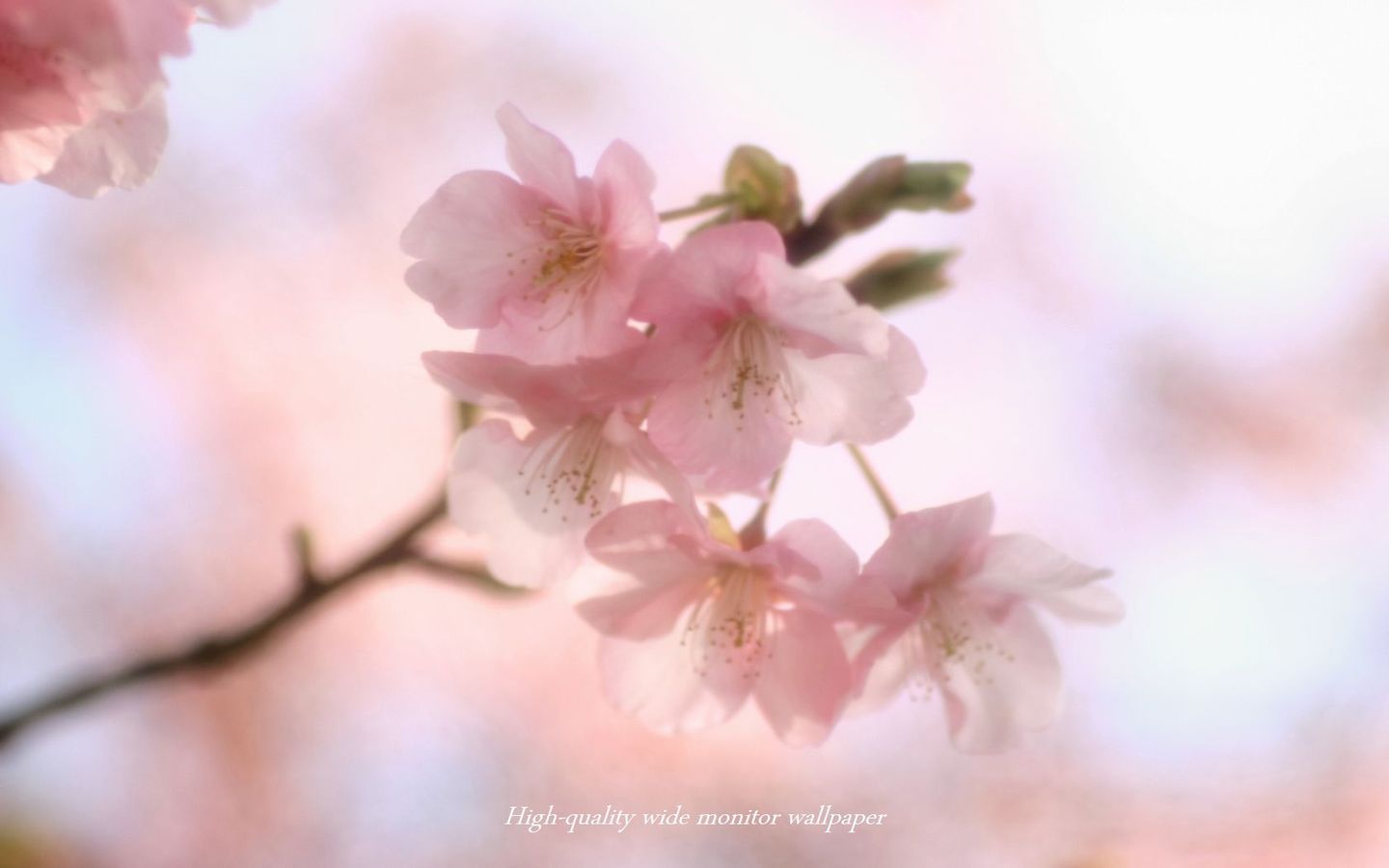 ヒカン桜Ⅴをモチーフにしましたアスペクト比１６：１０のモニター【1440×900】に対応しています"