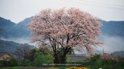 山桜をモチーフにしましたアスペクト比１６：９のモニター【1600×900】に対応しています