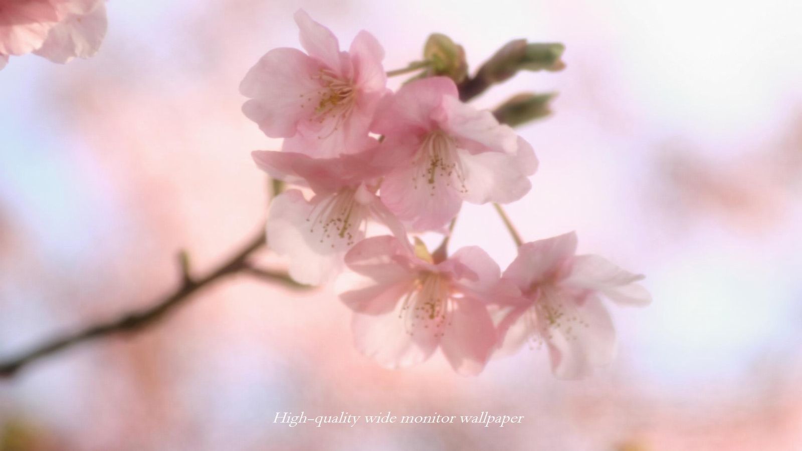 ヒカン桜Ⅴをモチーフにしましたアスペクト比１６：９のモニター【1600×900】に対応しています"