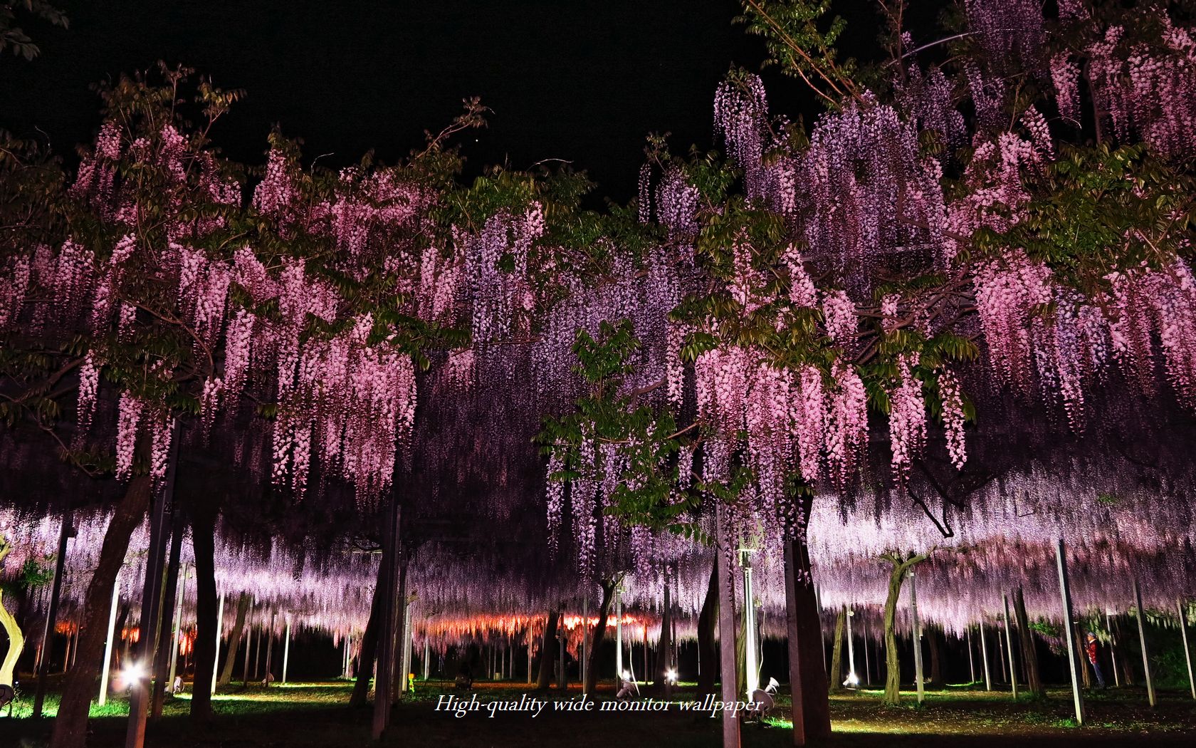 和気神社 和気公園の藤祭り ライトアップ をモチーフにしましたワイドモニター専門高画質壁紙 アスペクト比１６ １０ 1680 1050 花 山野草 霧島連山 自然風景