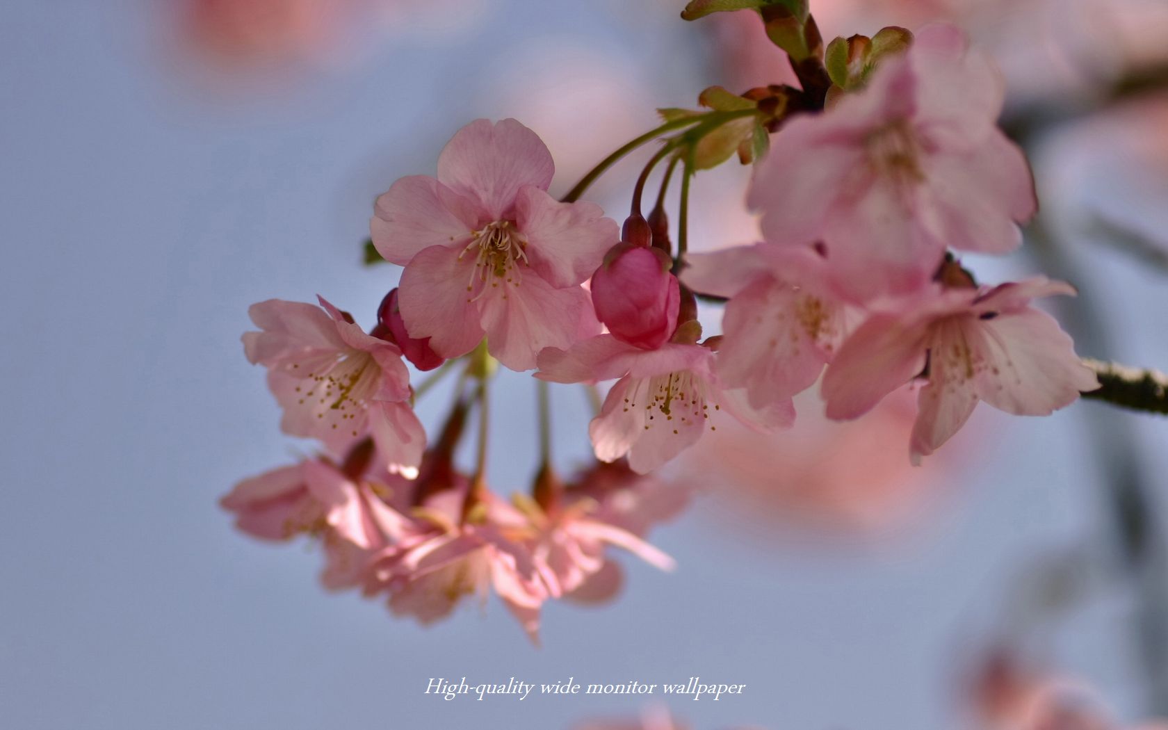 ヒカン桜Ⅱをモチーフにしましたアスペクト比１６：１０のモニター【1680×1050】に対応しています"