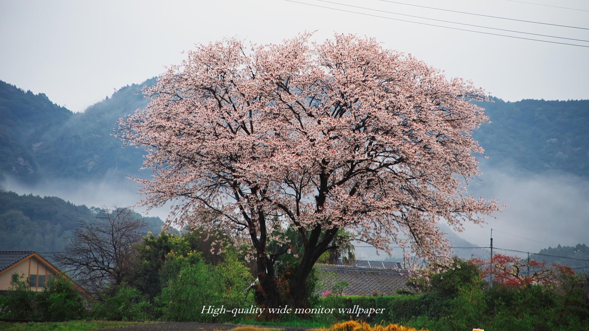 山桜をモチーフにしましたアスペクト比１６：９のモニター【1920×1080】に対応しています"