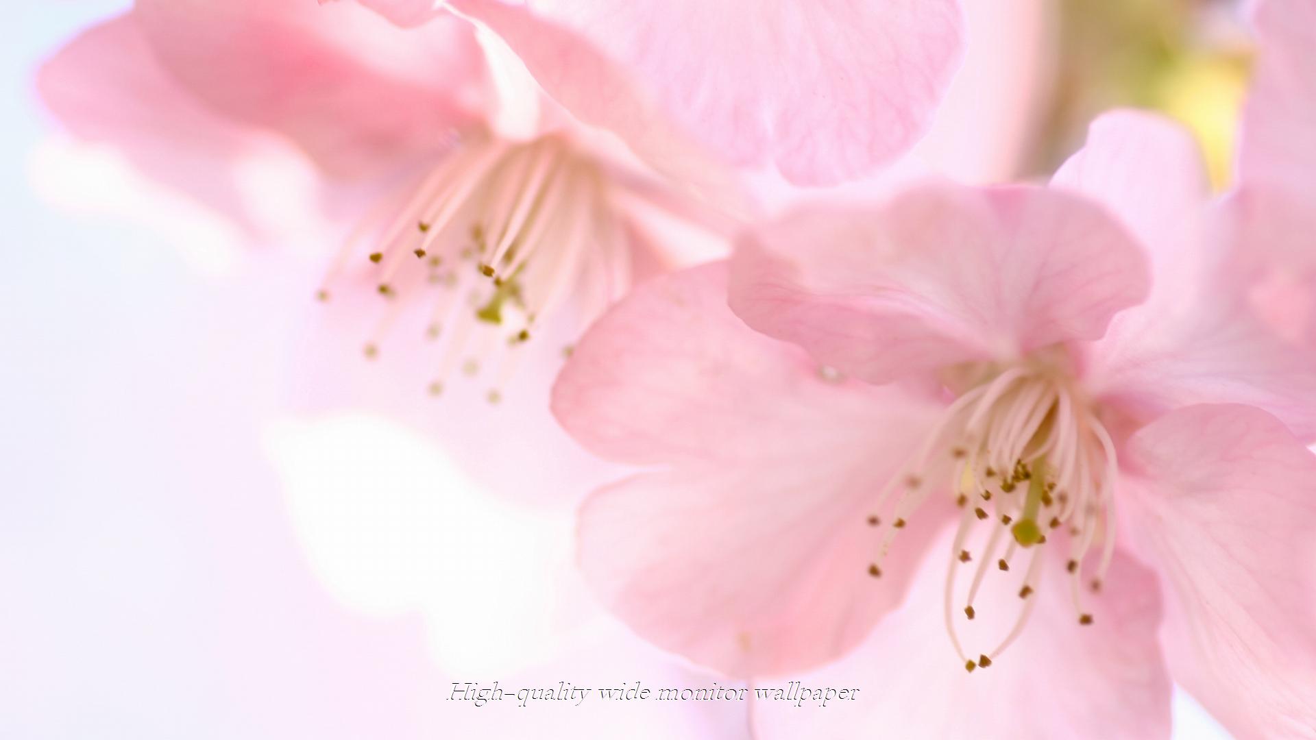 ヒカン桜をモチーフにしましたワイドモニター専門高画質壁紙 アスペクト比１６ ９ 19 1080 花 山野草 霧島連山 自然風景