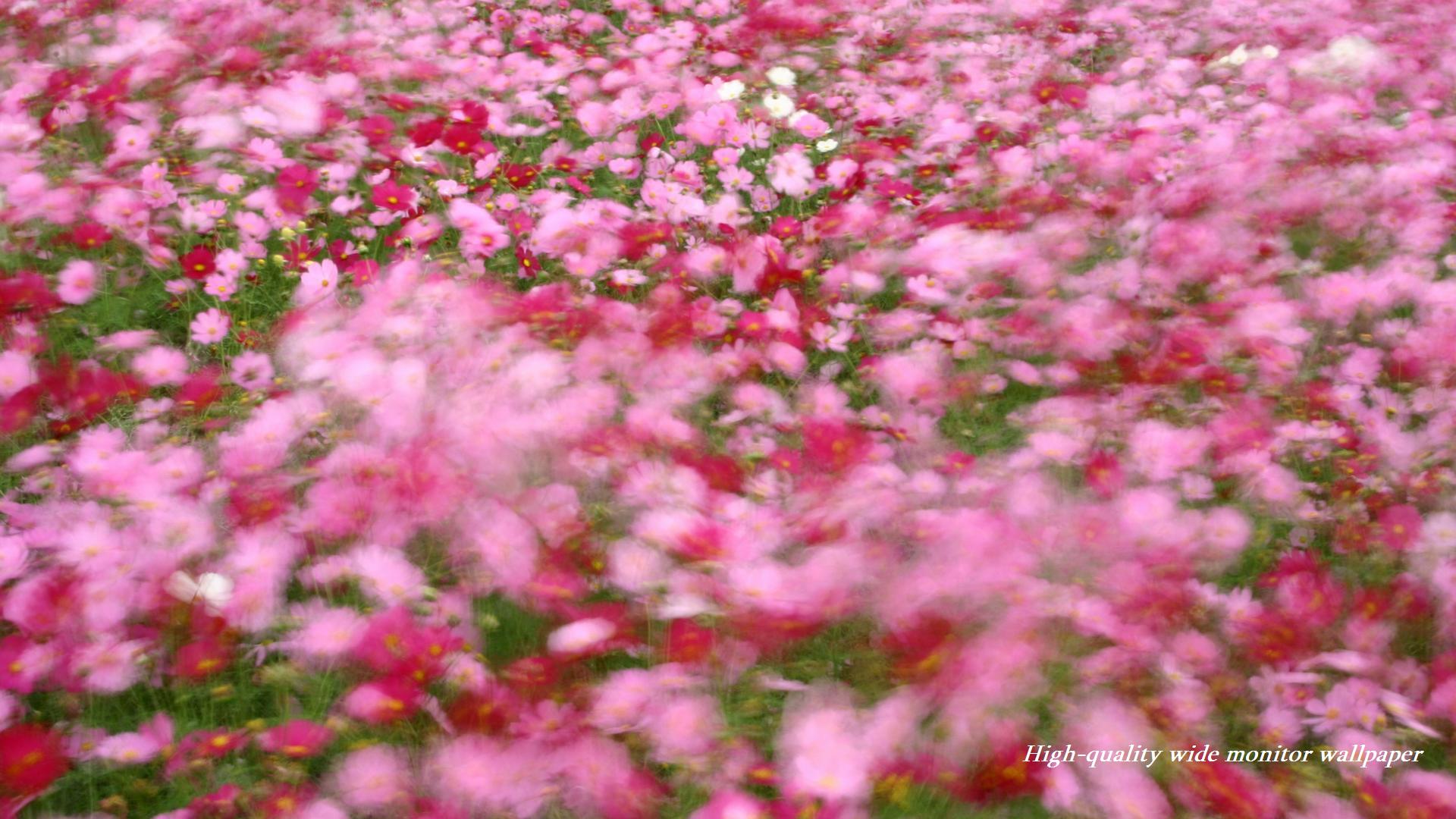 高千穂牧場の秋桜(コスモス)をモチーフにしましたアスペクト比１６：９のモニター【1920×1080】に対応しています