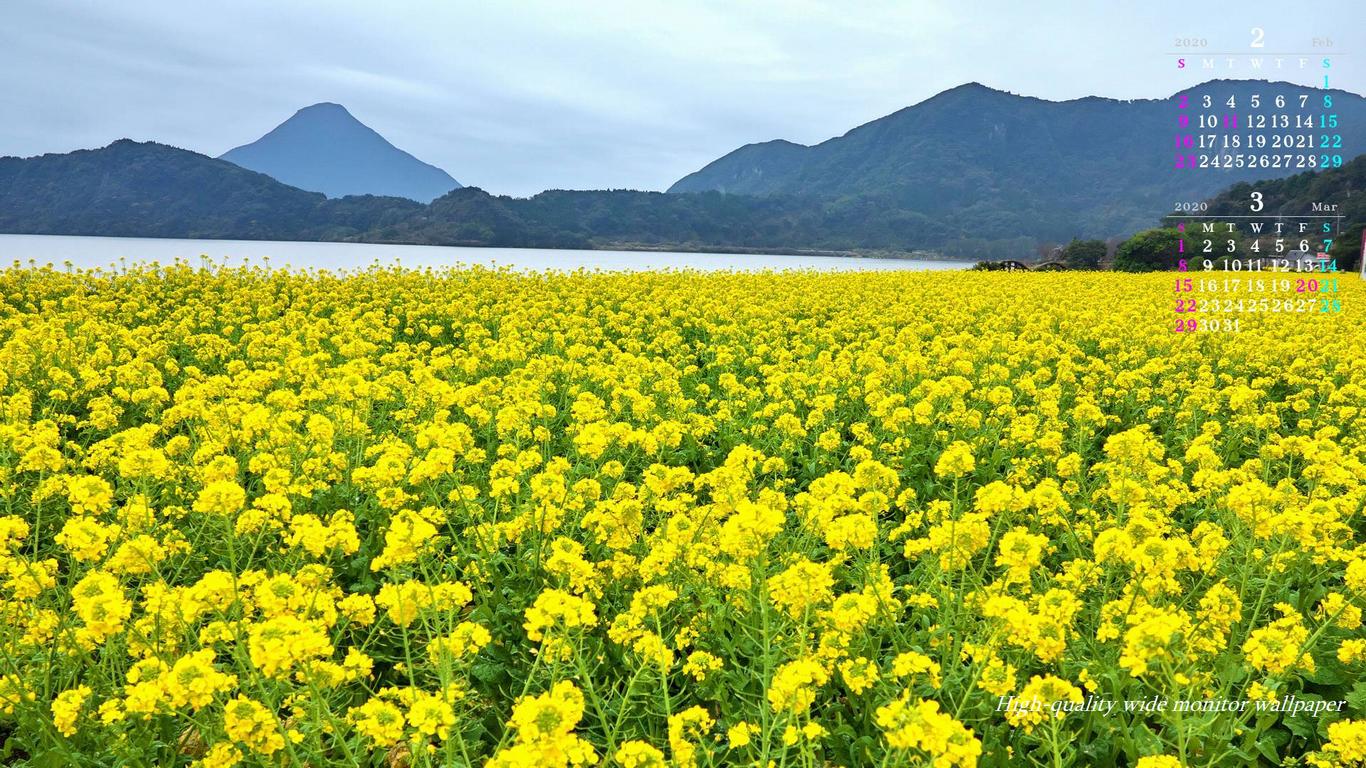 池田湖に咲く菜の花と開聞岳をモチーフにしました2020年2月3月のカレンダー付きワイドモニター高画質壁紙【アスペクト比１６：９】に対応しています