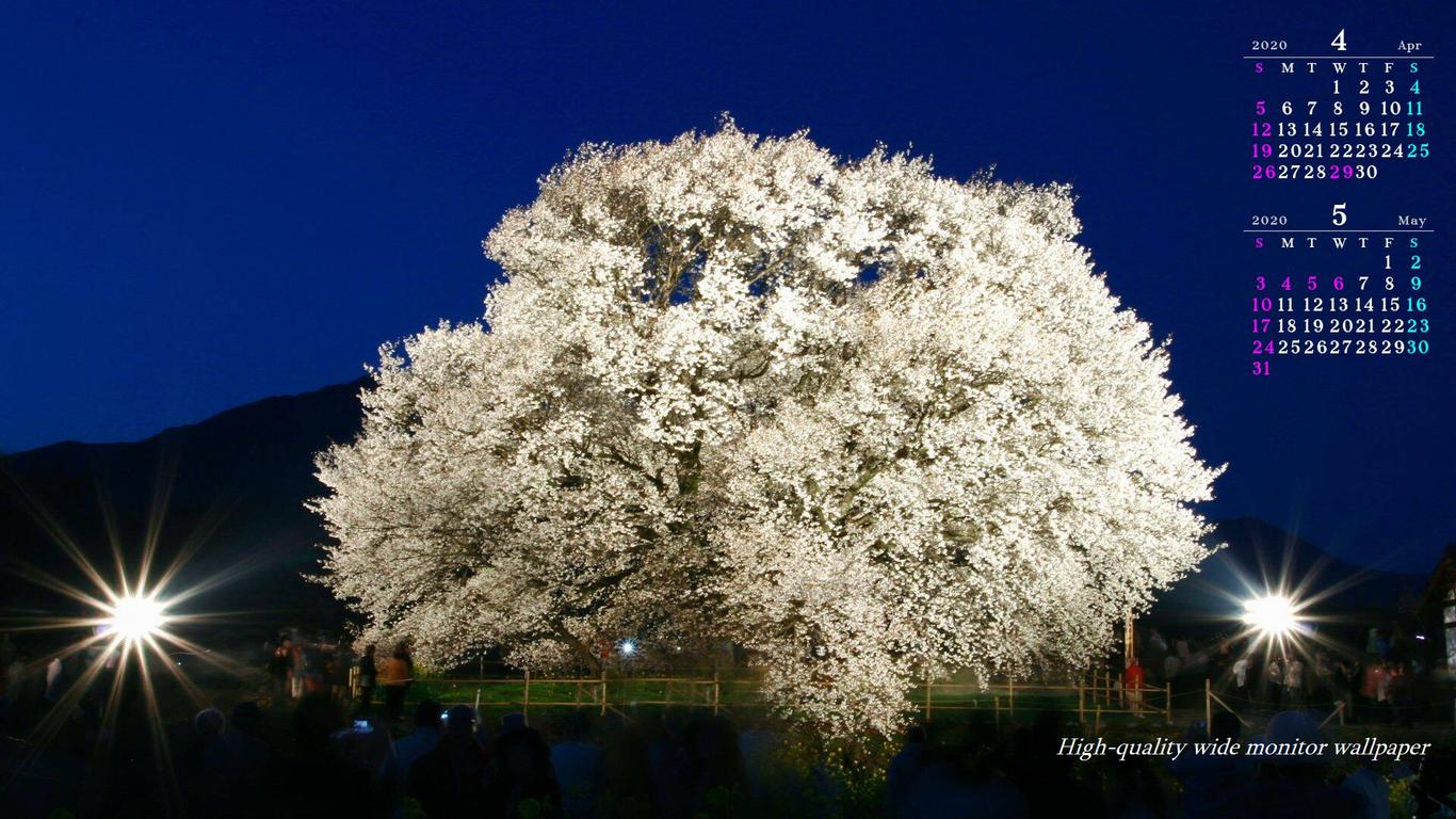 一心行の大桜ライトアップをモチーフにしました2019年4月5月のカレンダー付きワイドモニター高画質壁紙【アスペクト比１６：９】に対応しています