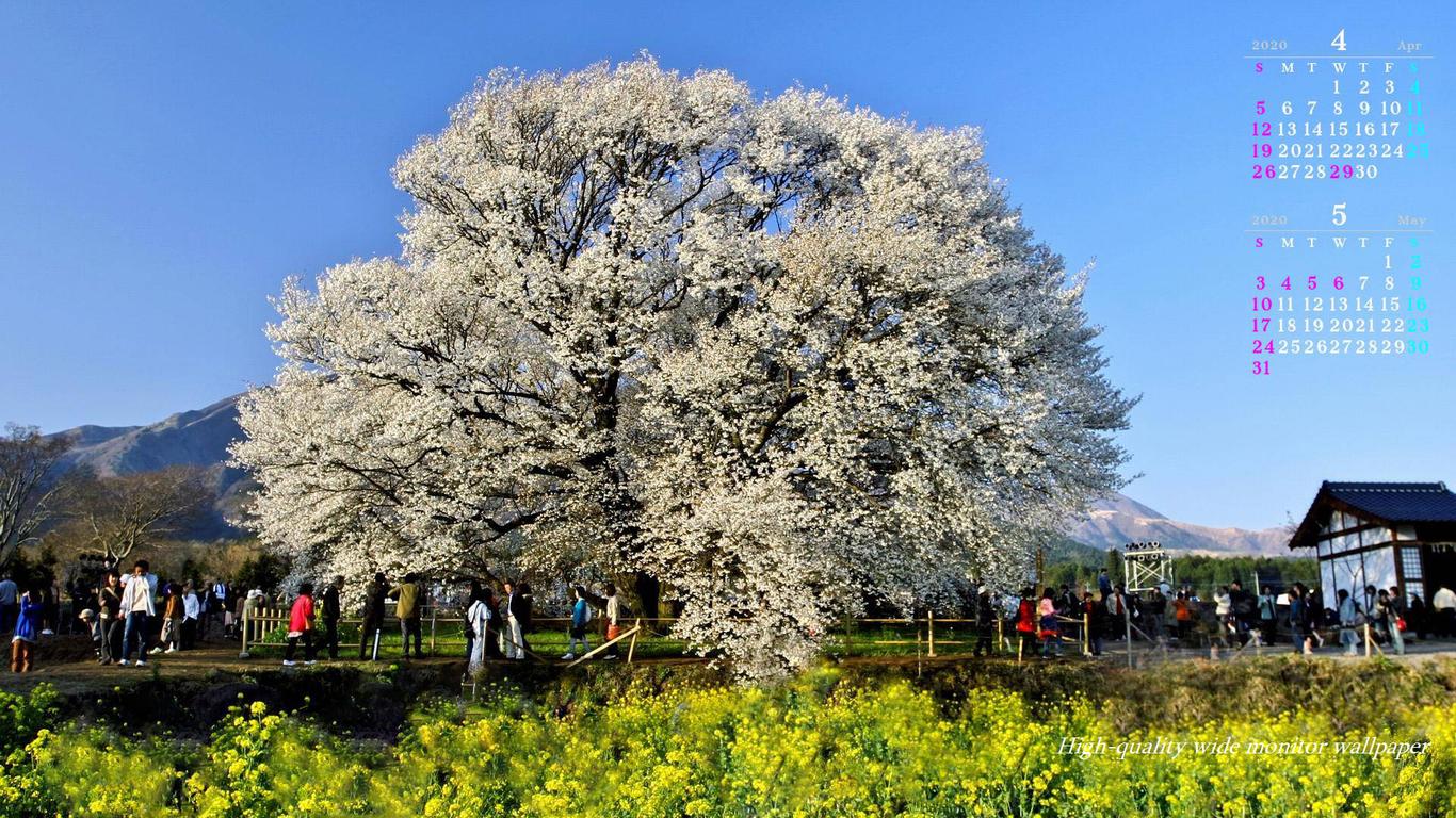 熊本・一心行の大桜をモチーフにしました2019年4月5月のカレンダー付きワイドモニター高画質壁紙【アスペクト比１６：９】に対応しています