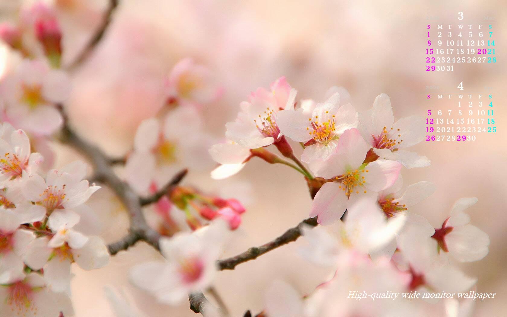 桜の花をモチーフにしました2020年3月4月のカレンダー付きワイドモニター高画質壁紙【アスペクト比１６:１０】に対応しています