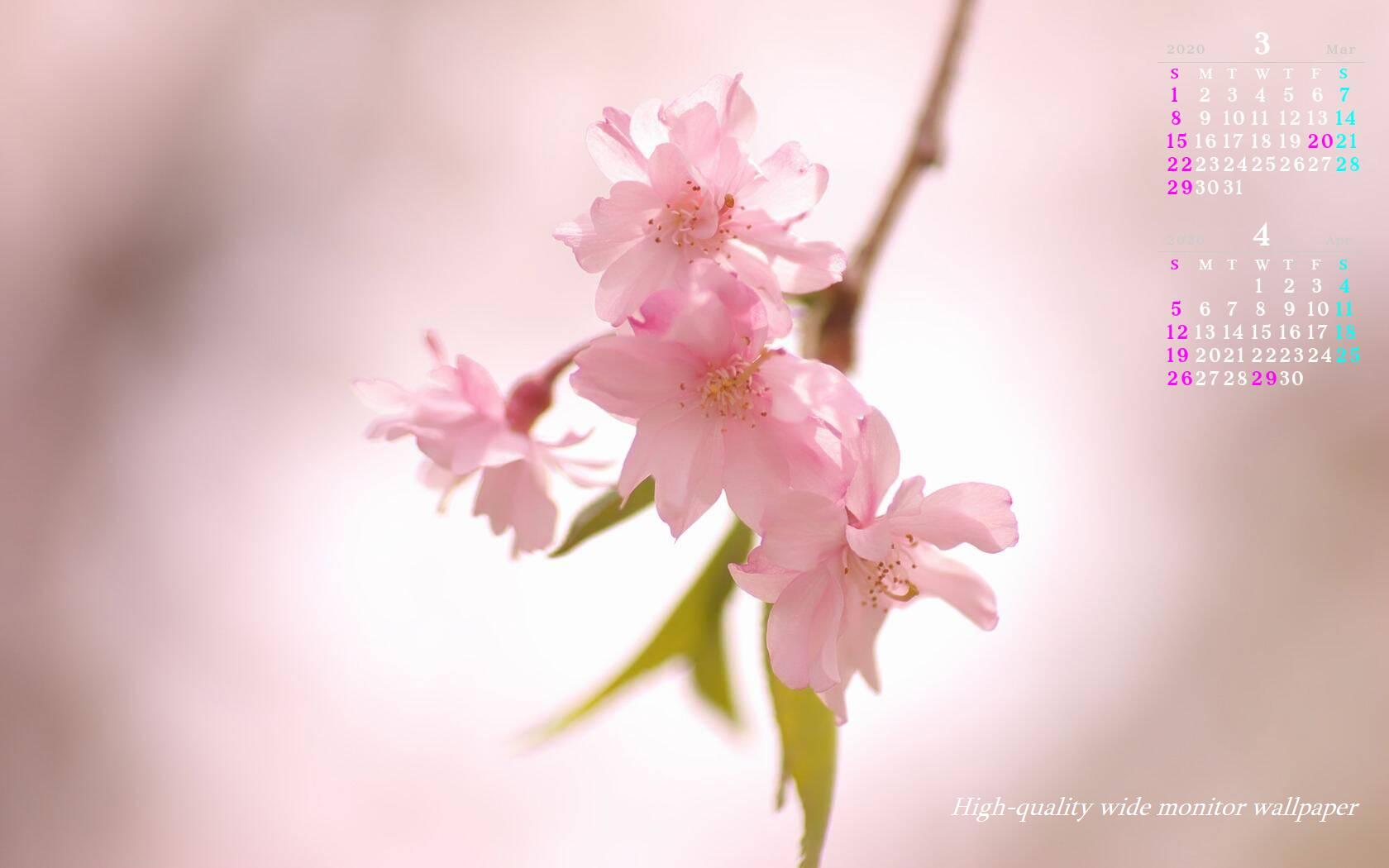 枝垂れ桜をモチーフにしました2020年3月4月のカレンダー付きワイドモニター高画質壁紙【アスペクト比１６:１０】に対応しています