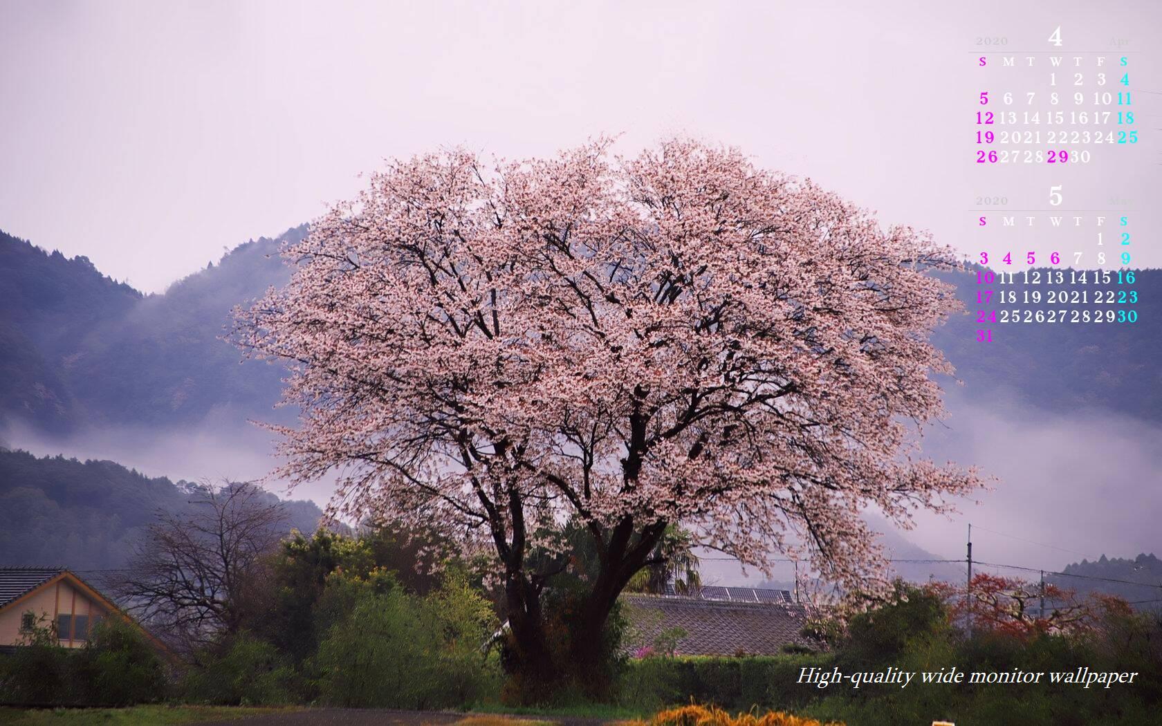 里山に咲く山桜をモチーフにしました2019年4月5月のカレンダー付きワイドモニター高画質壁紙【アスペクト比１６:１０】に対応しています