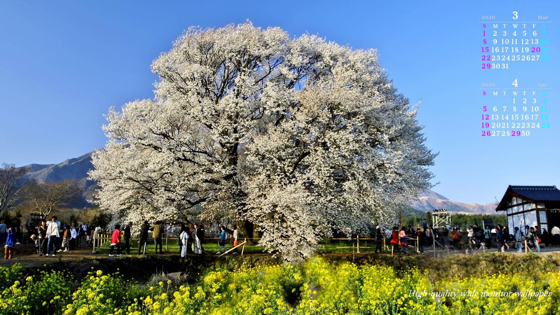 南阿蘇に咲く一心行の大桜をモチーフにしました2020年3月4月のカレンダー付きワイドモニター高画質壁紙【アスペクト比１６：９】に対応しています