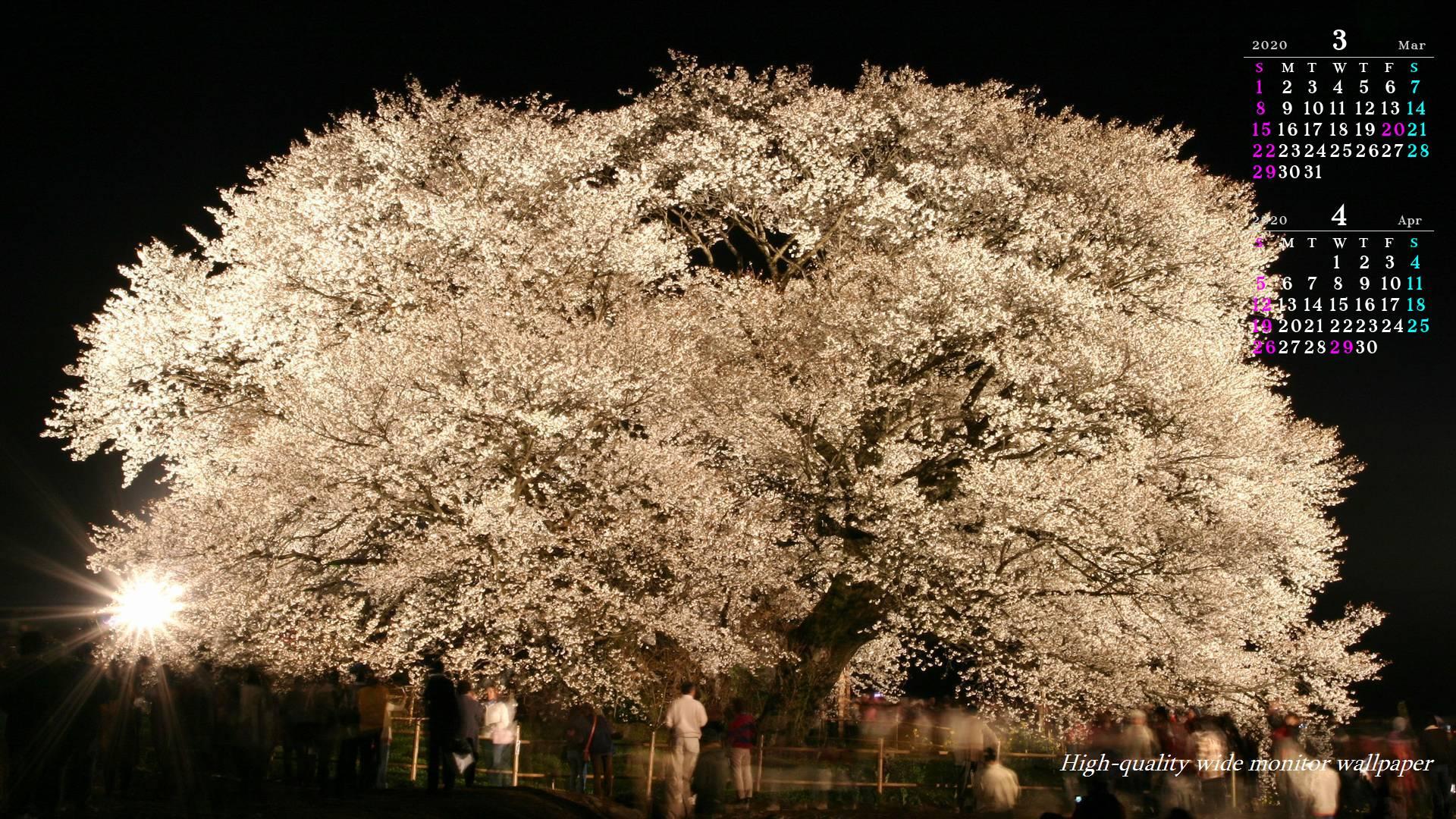 一心行の大桜のライトアップをモチーフにしました2020年3月4月のカレンダー付きワイドモニター高画質壁紙【アスペクト比１６：９】に対応しています
