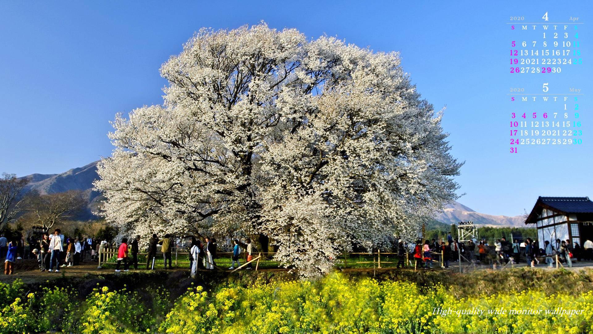 熊本、南阿蘇「一心行の大桜」をモチーフにしました2019年4月5月のカレンダー付きワイドモニター高画質壁紙【アスペクト比１６：９】に対応しています