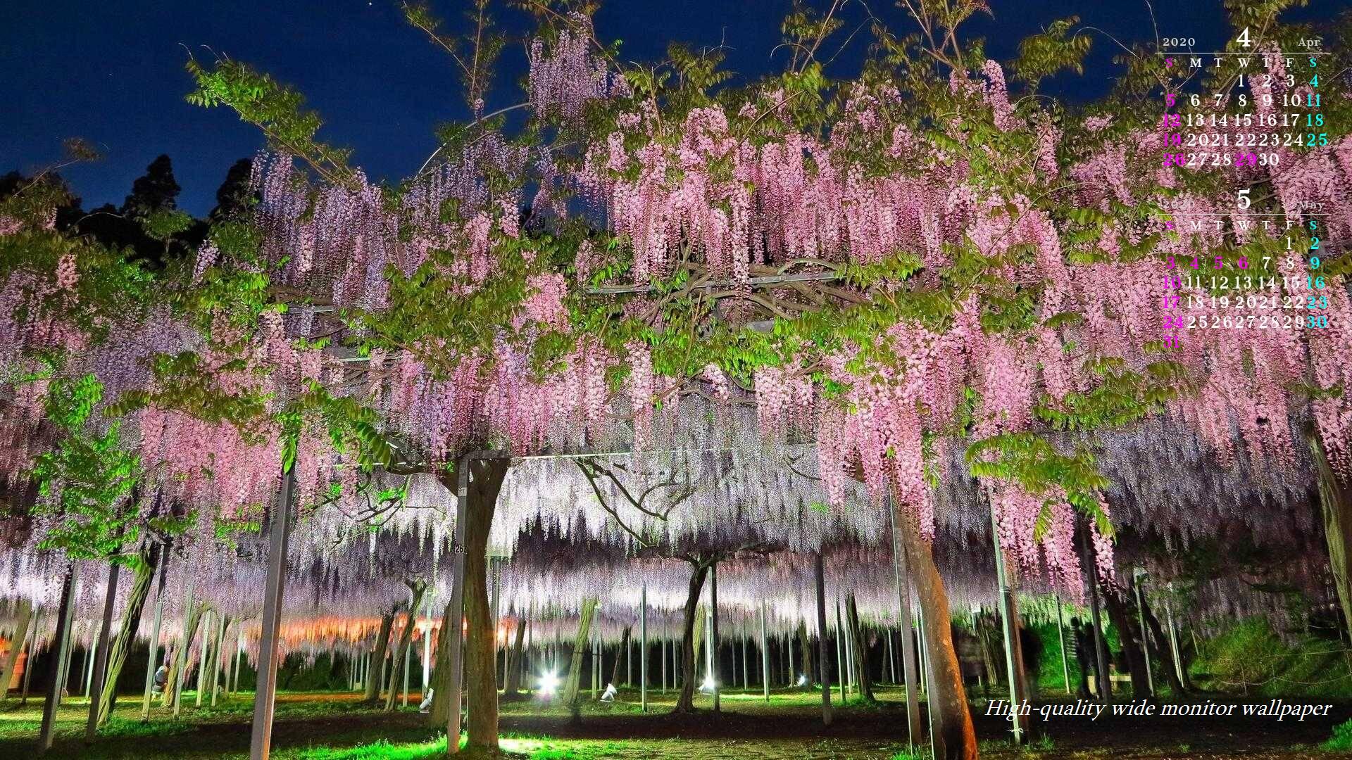 和気神社の藤の花ライトアップをモチーフにしました2019年4月5月のカレンダー付きワイドモニター高画質壁紙 1920 1080 アスペクト比１６ ９和 気神社の藤の花 自然風景 和気神社の藤の花 花 山野草