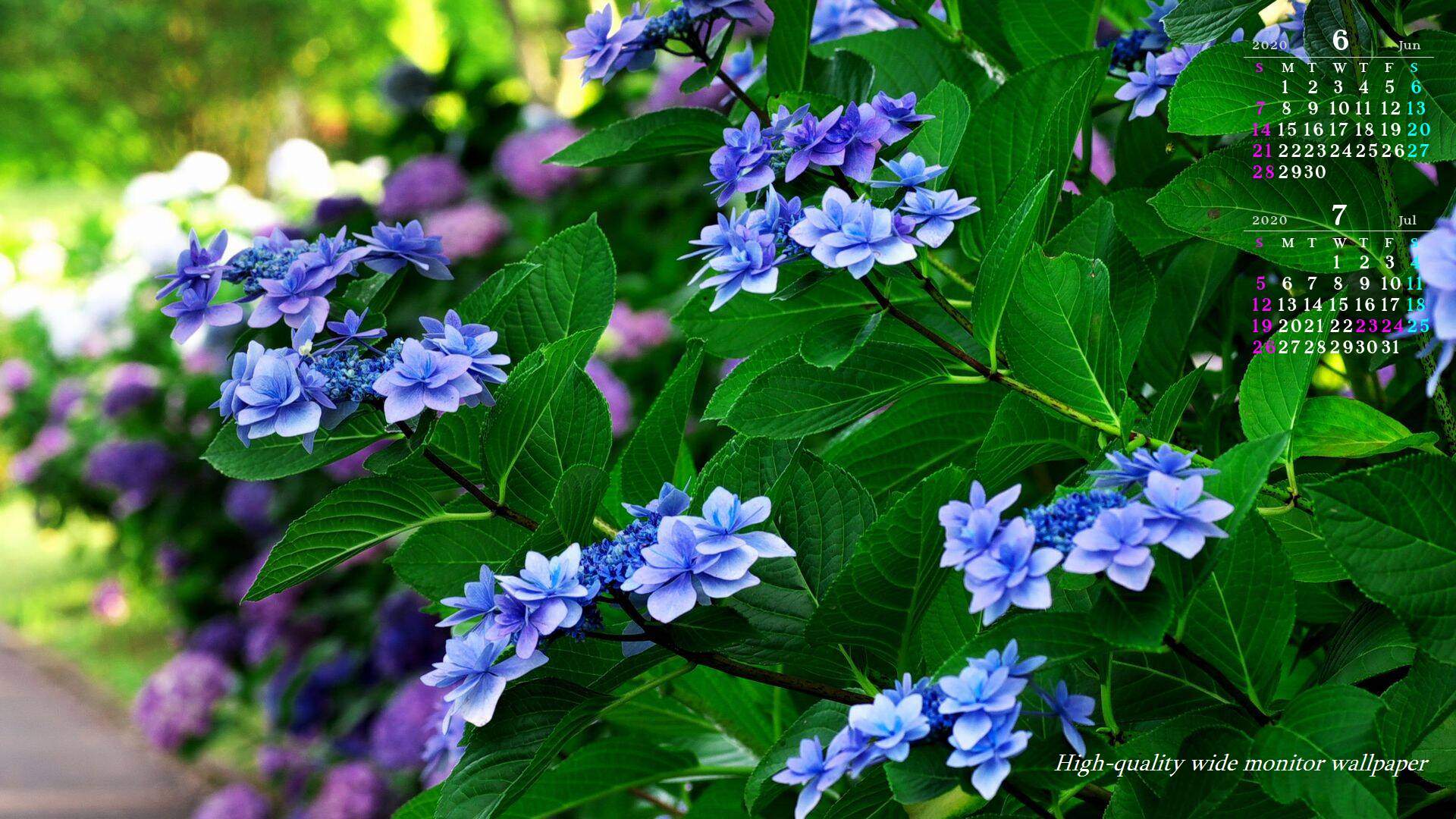 青い額紫陽花をモチーフにしました2020年6月7月のカレンダー付きワイドモニター高画質壁紙【アスペクト比１６：９】に対応しています