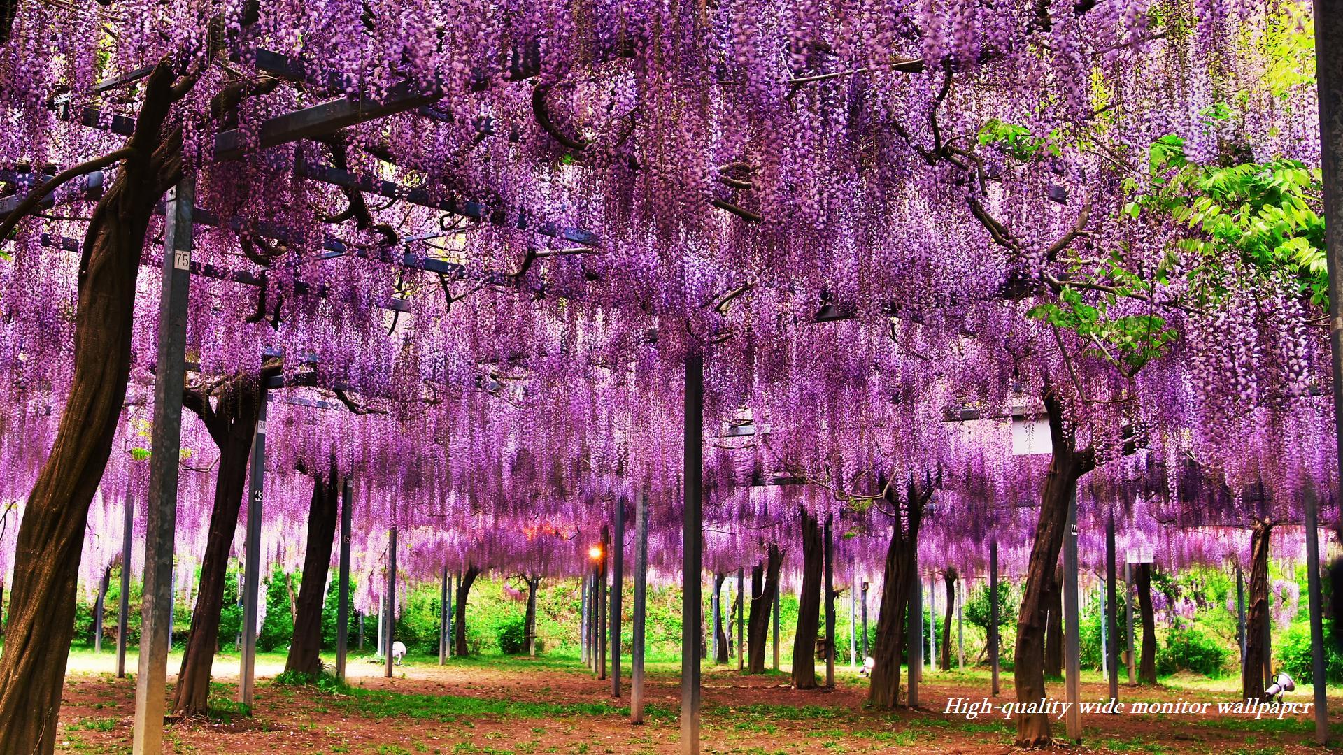 和気公園の藤の花をモチーフにしましたアスペクト比１６：９のモニター【1920×1080】に対応しています