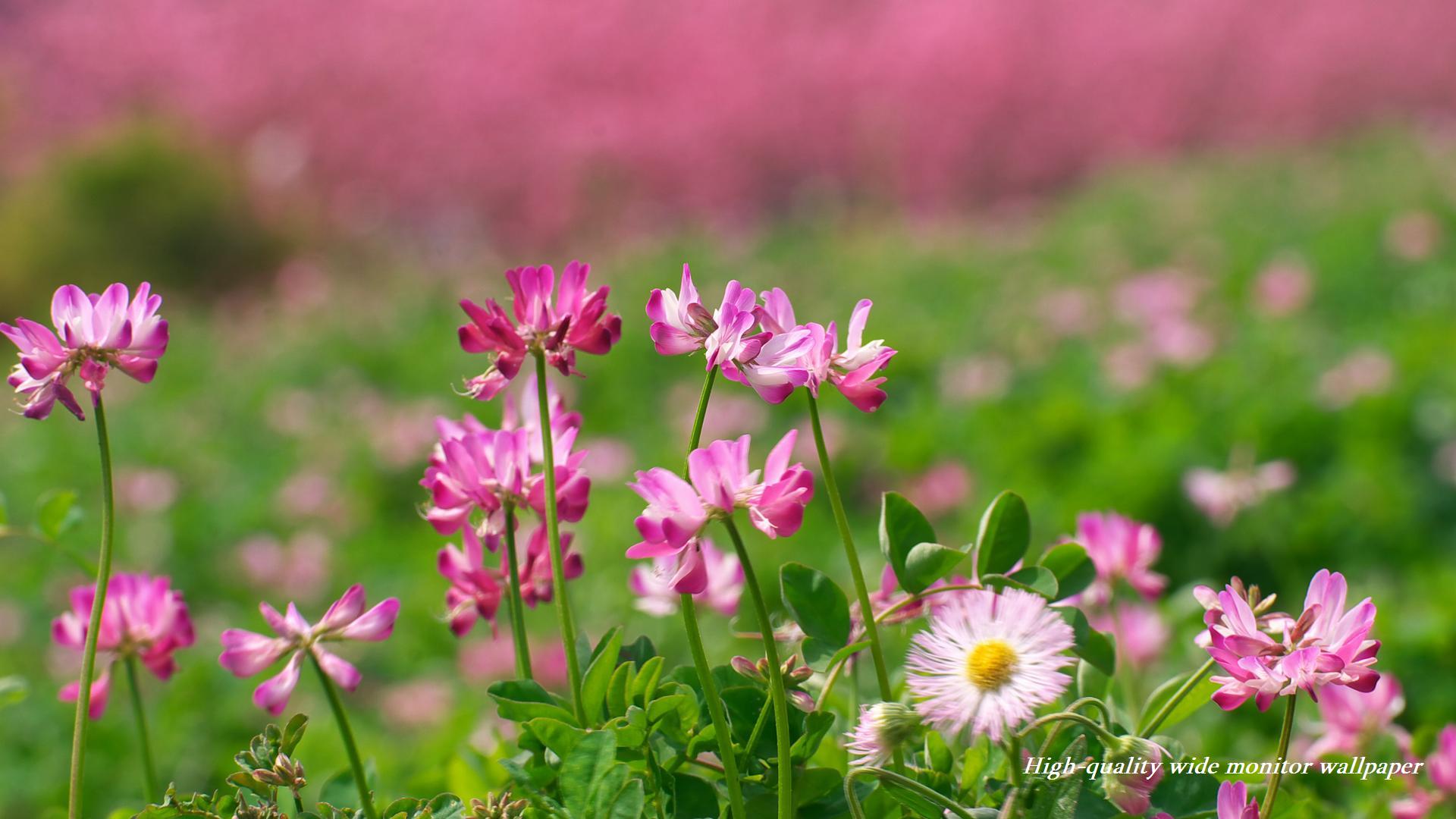 蓮華草（レンゲソウ）をモチーフにしましたアスペクト比１６：９のモニター【1920×1080】に対応しています