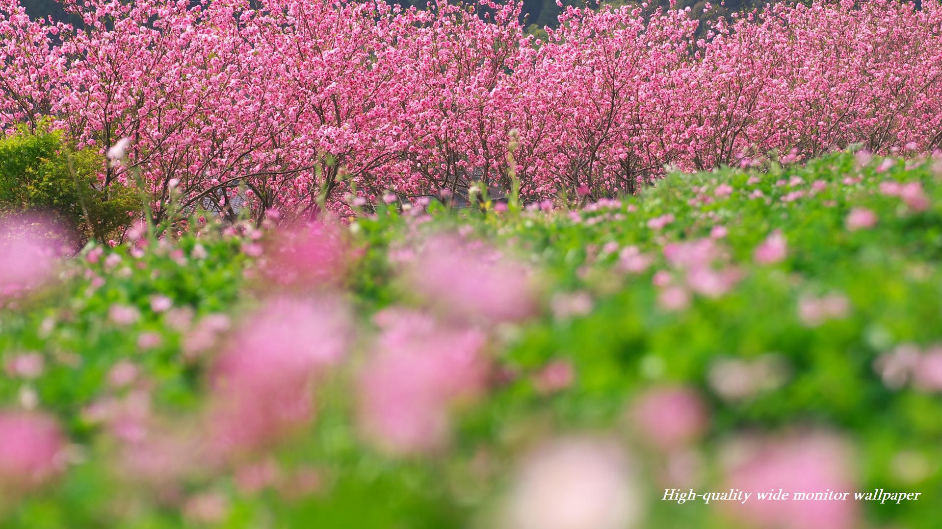 花桃と蓮華草をモチーフにしましたワイドモニター専門高画質壁紙 アスペクト比１６ ９ 19 1080 春の風景 自然風景 花 景色