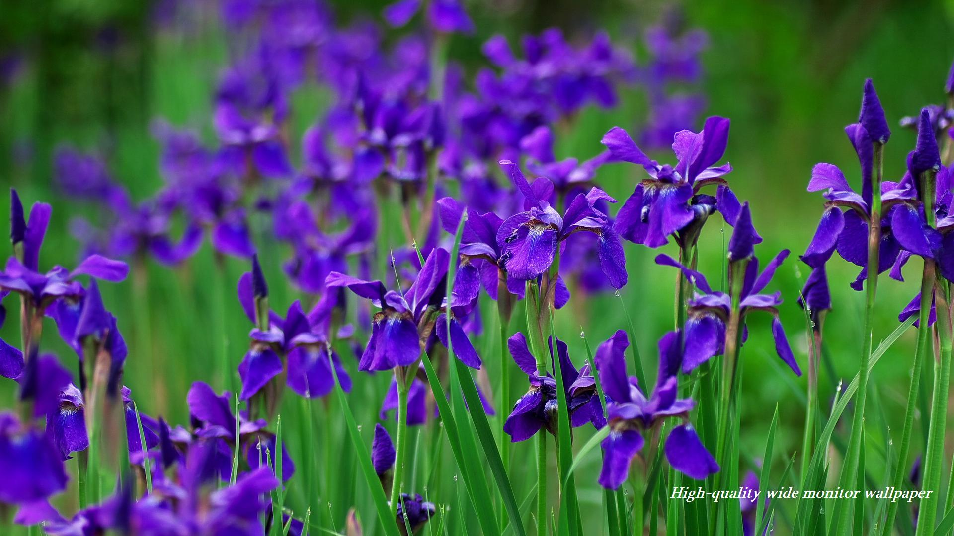 花菖蒲(アヤメ)をモチーフにしましたアスペクト比１６：９のモニター【1920×1080】に対応しています