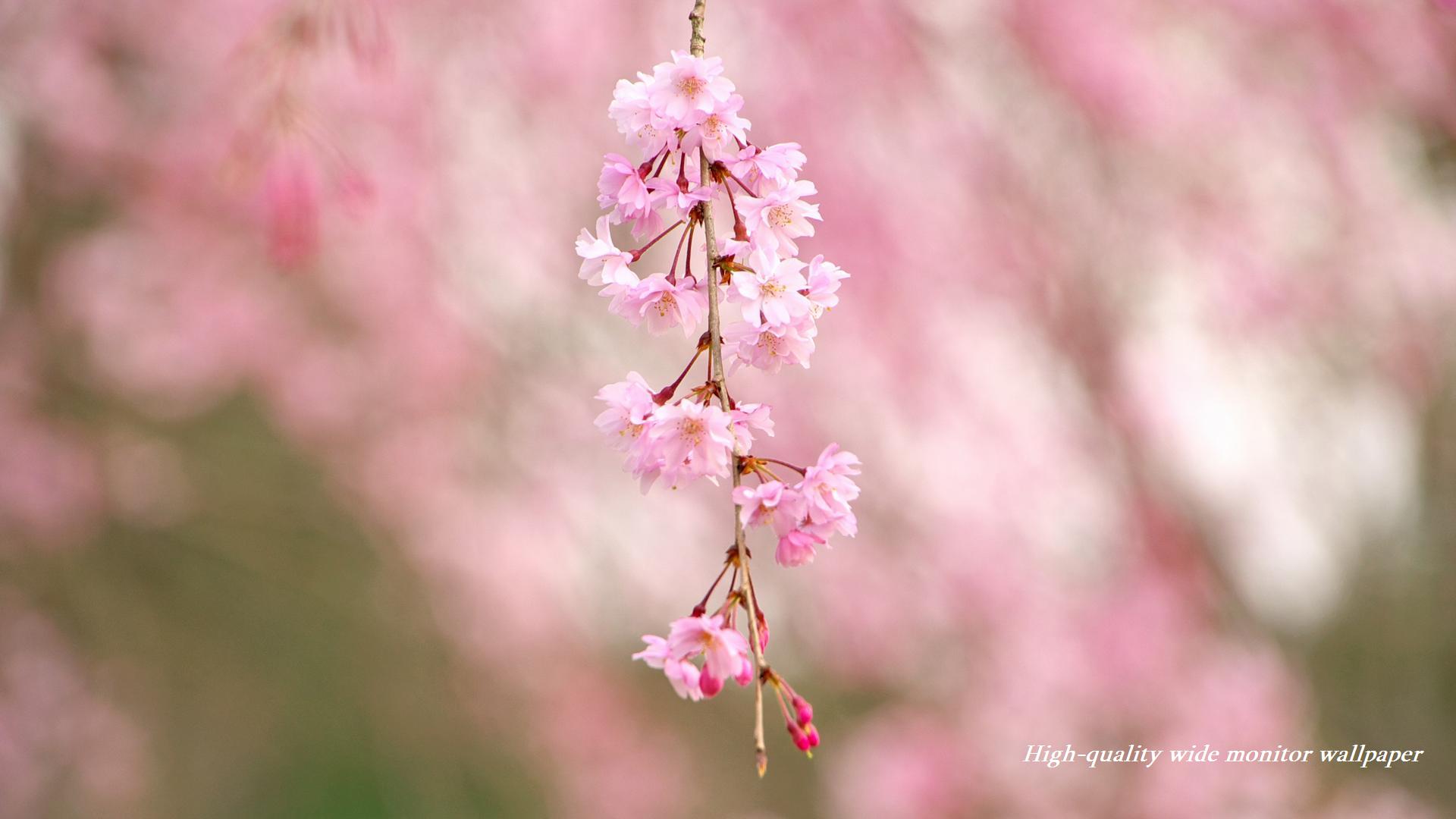 丸岡公園の枝垂れ桜をモチーフにしましたアスペクト比１６：９のモニター【1920×1080】に対応しています